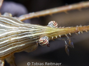 Arrow crab at night at Barracuda Shoal, Exumas by Tobias Reitmayr 